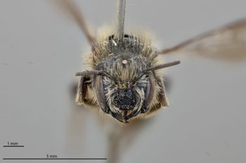 Media type: image;   Entomology 793373 Aspect: head frontal view